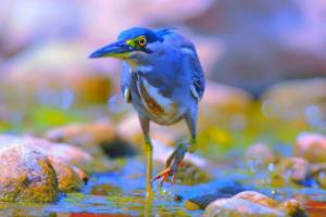 排球世界杯，颜妮的传奇与贡献排球世界杯颜妮