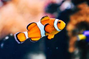 卡塔尔世界杯亚洲杯，精彩赛事与全球关注卡塔尔世界杯亚洲杯